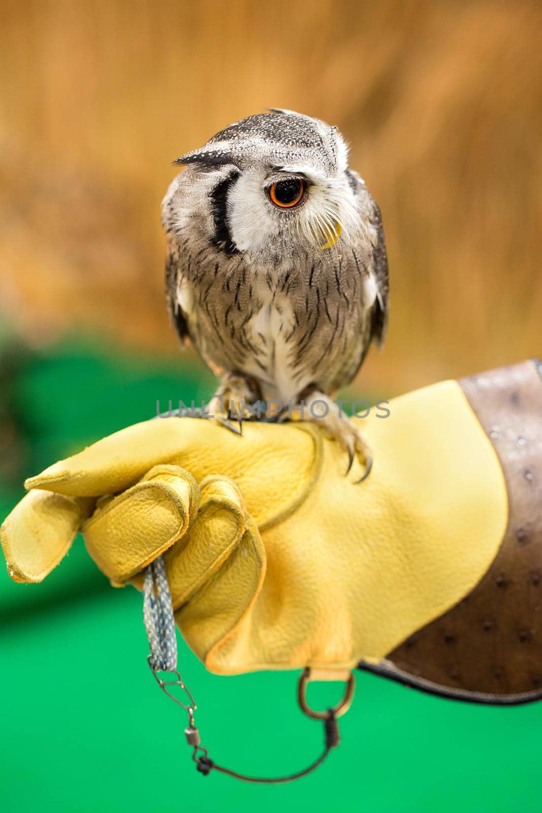 The owl is on the glove.