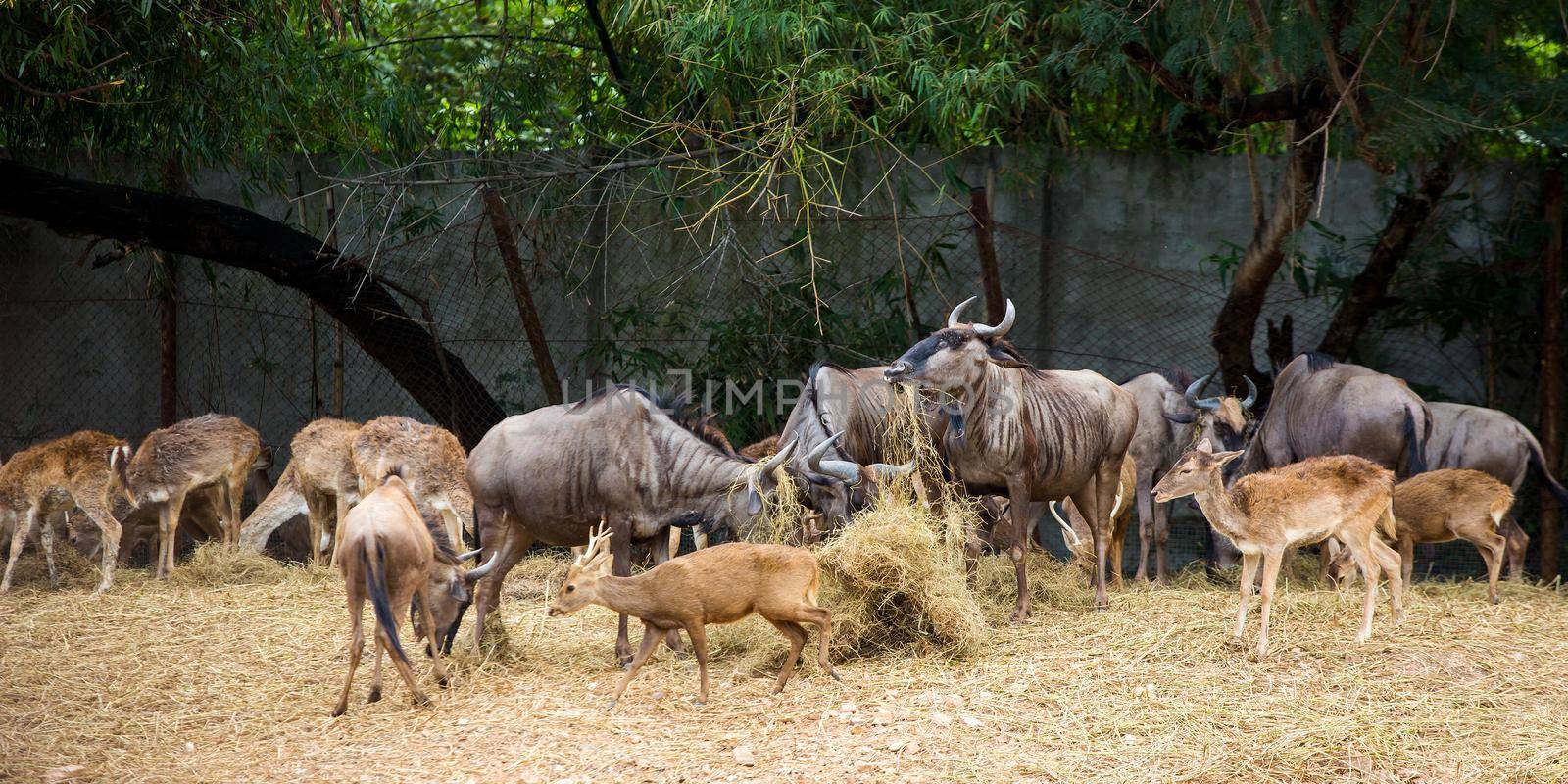 Deer in the zoo by titipong