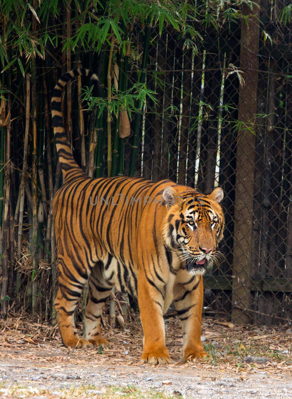 Tiger in the Zoo