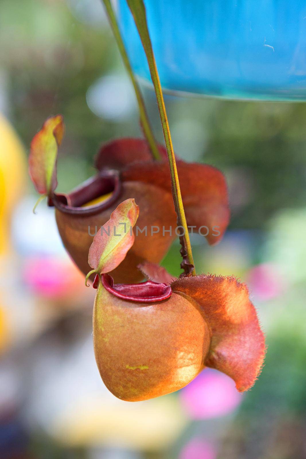 nepenthes ampullaria or Pitcher plant