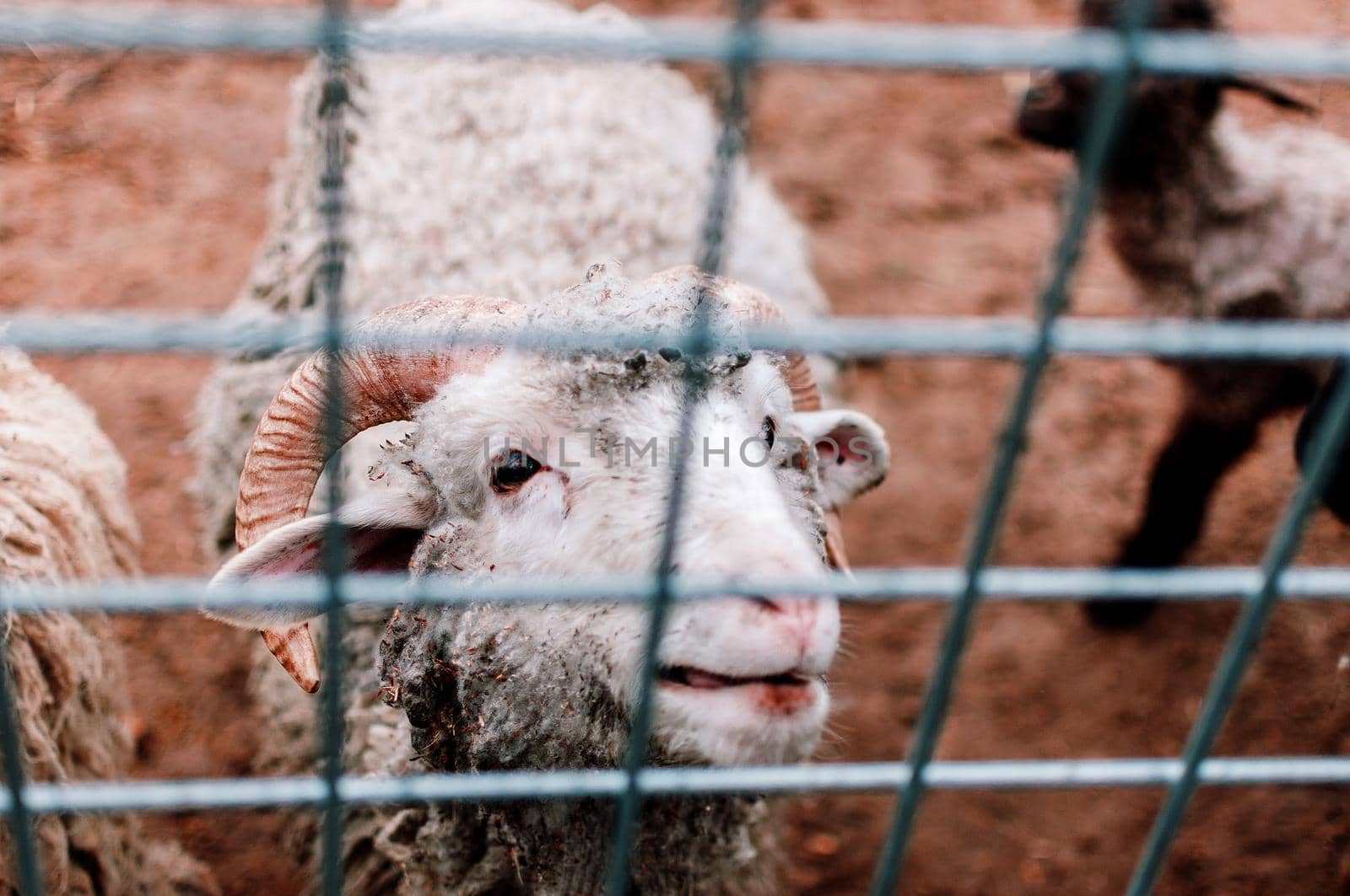 The white sheep looks across the paddock at the farm and smiles.Mammals in the zoo. Selective focus. by Alla_Morozova93