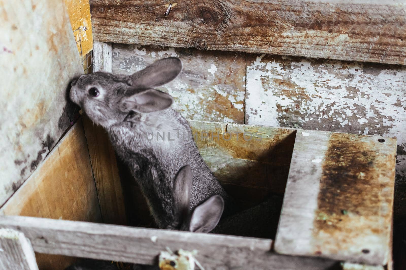 A gray young rabbit trying to get out of his house. Breeding rabbits. Rabbits on the farm in a wooden cage. by Alla_Morozova93