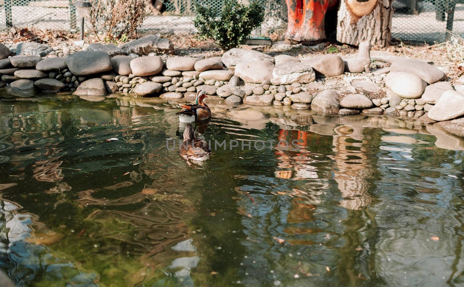 A duck with a green head and feathers swims on a calm lake. A special pond at the zoo for waterfowl.