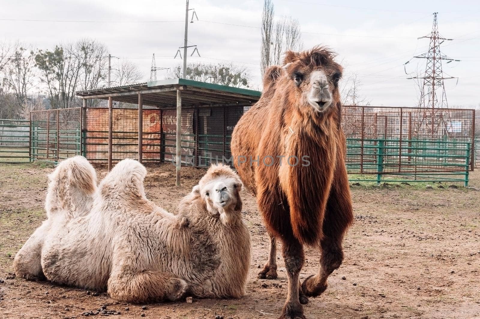 Two Bactrian Camels are resting in their paddock on the farm. Camelus bactrianus, a large hoofed animal living in the steppes of Central Asia.