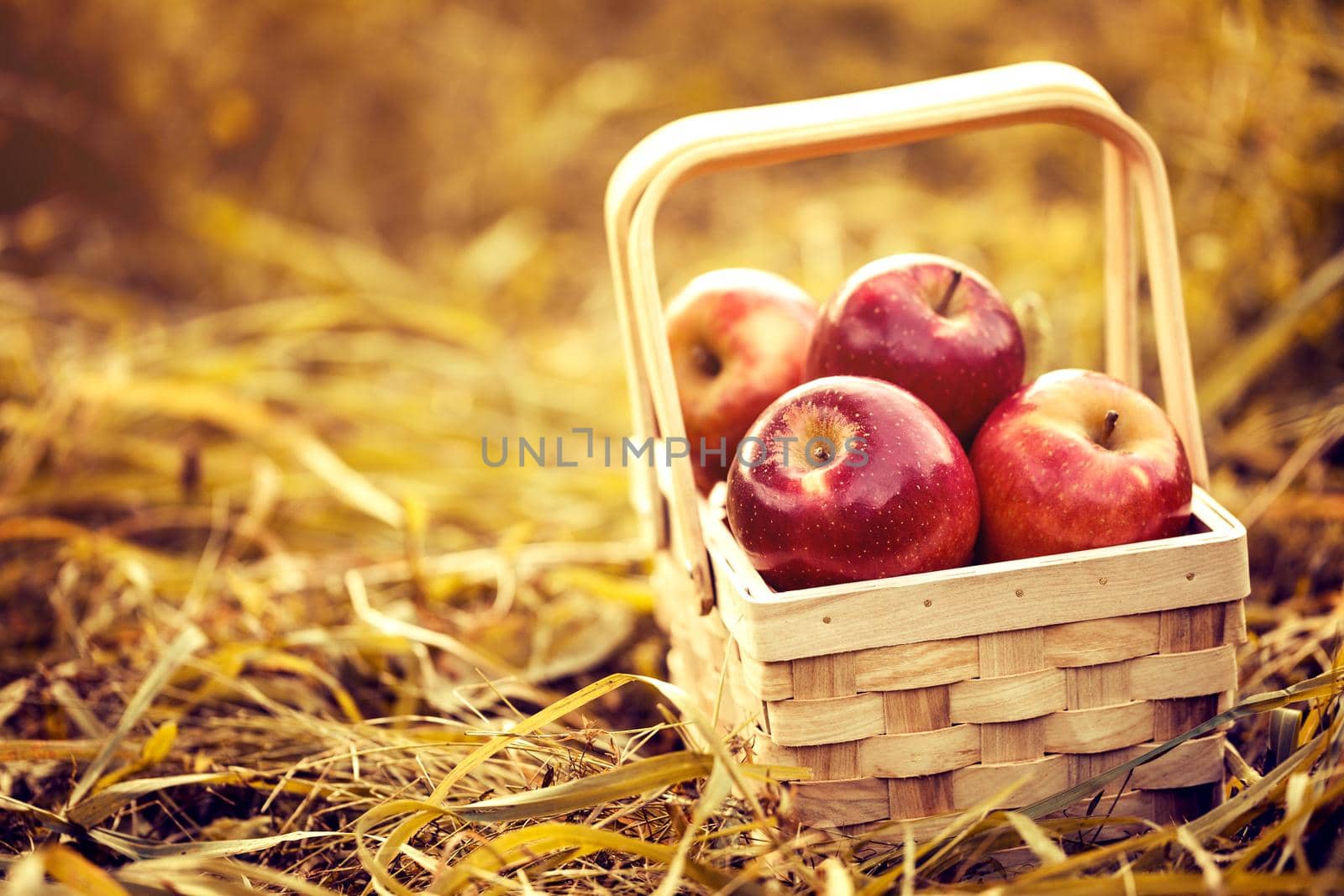 Beautiful red tasty fresh apples in wooden basket on natural background. Harvest Autumn Summer Farming Concept Horizontal with Copy Space Closeup Toning