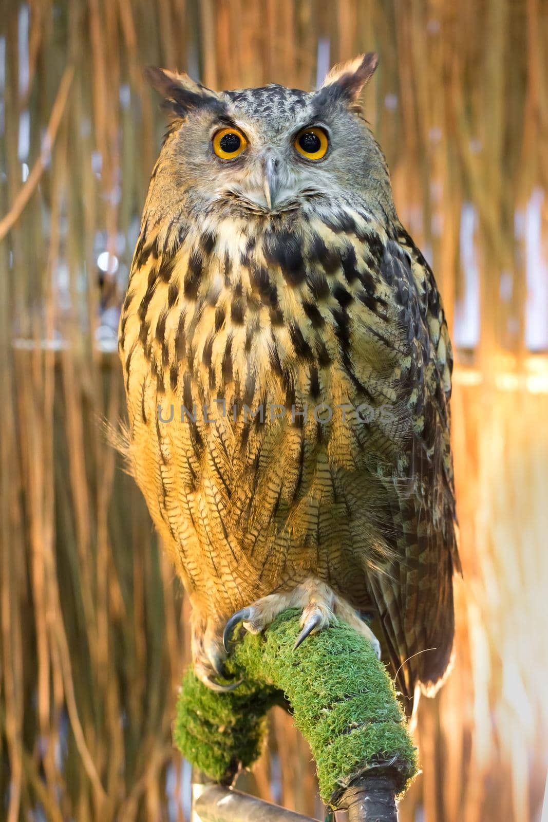 Owl on hand in farm