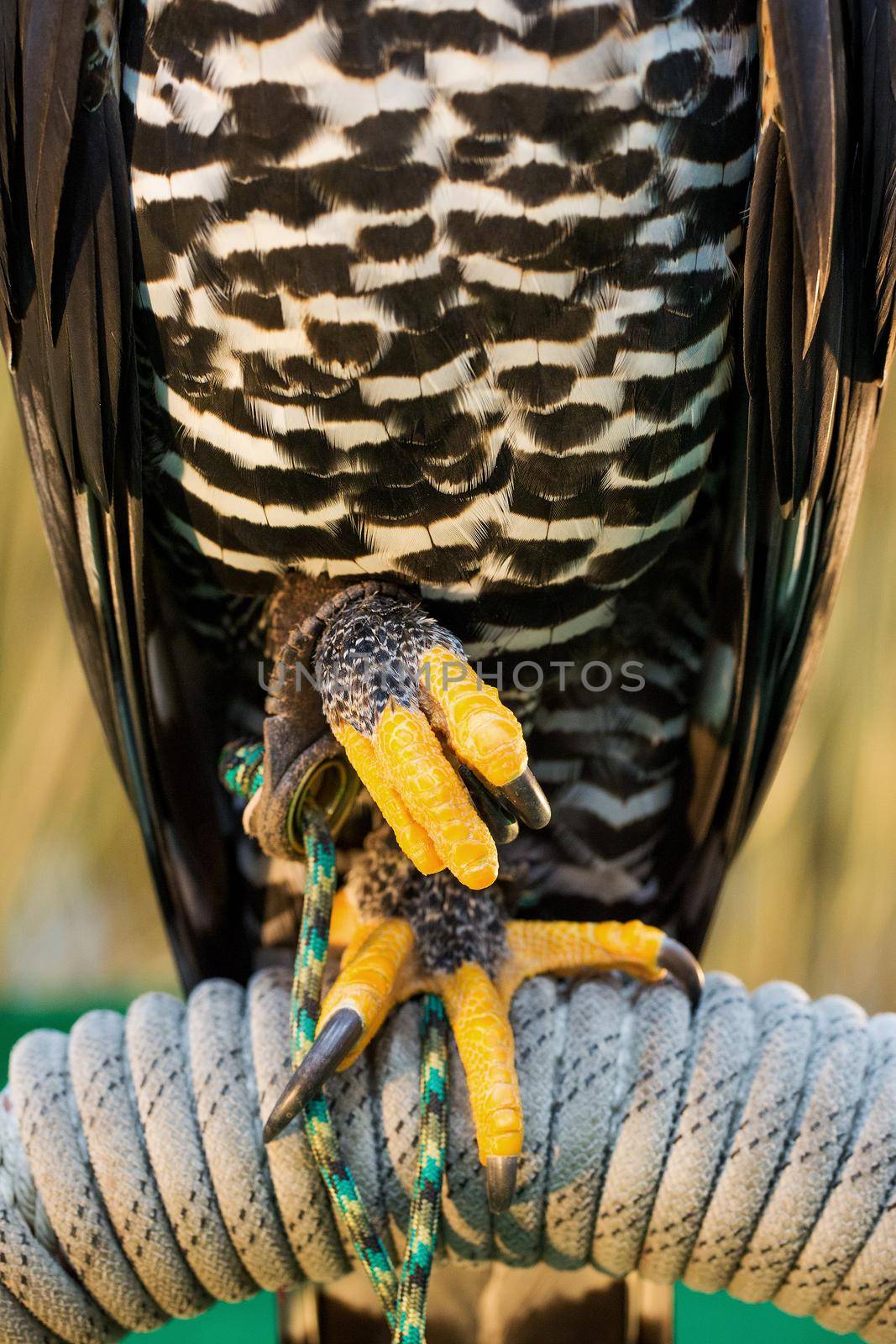 Hawk on the farm