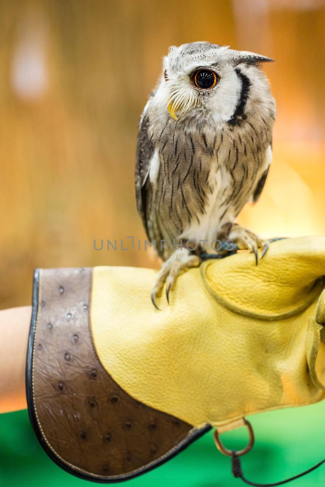 The owl is on the glove.