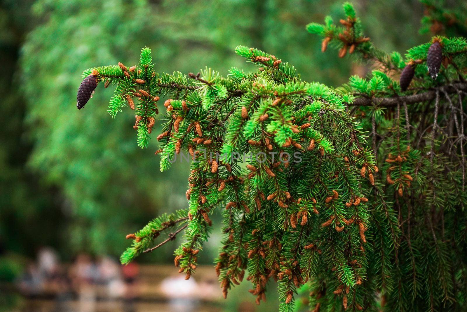 Nature background with spruce. Garden centre, plant nursery. Spruce branch and small cones