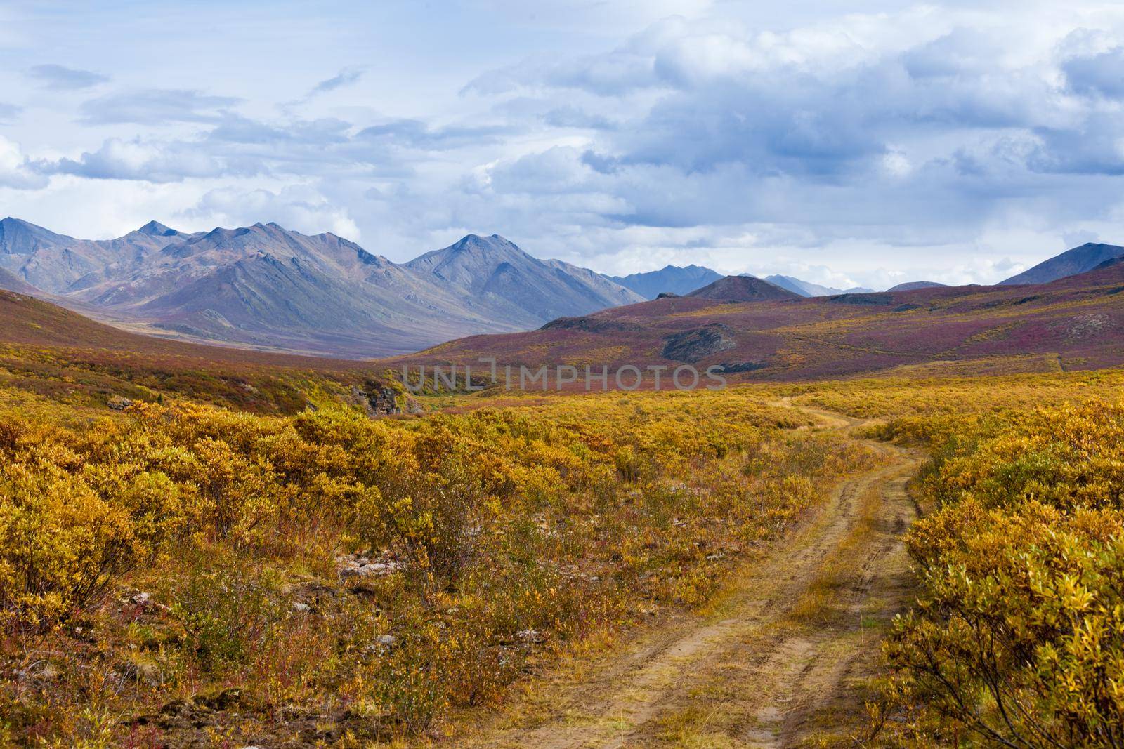 Fall color Tombstone Territorial Park Yukon Canada by PiLens