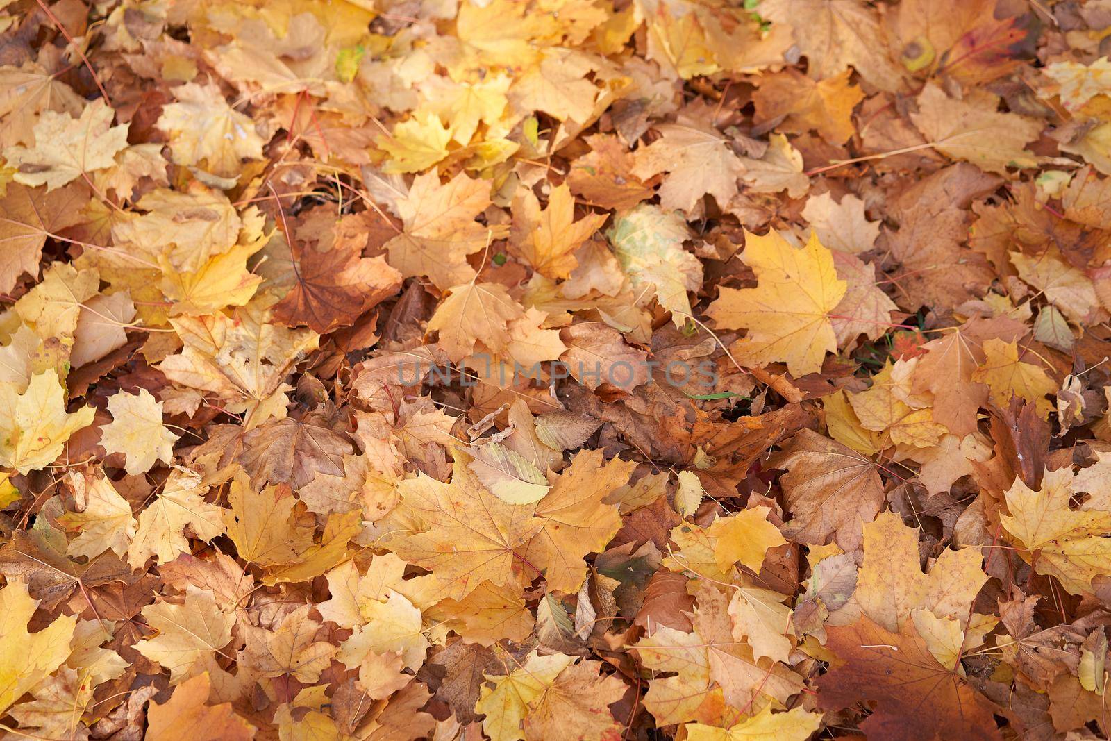 Autumn maple dry leaves background Lies on the ground Seasonal abstract theme
