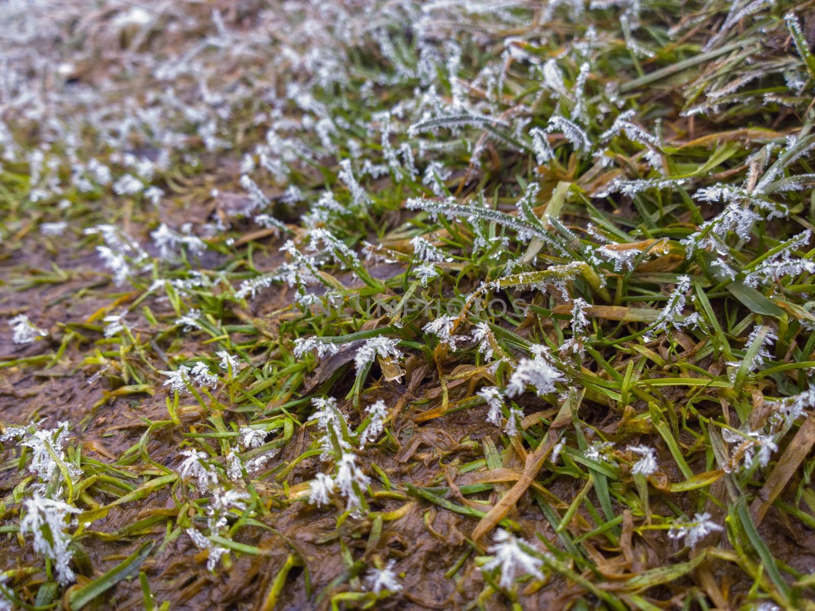 Frost on short green grass at early spring - wide angle closeup cellphone photo
