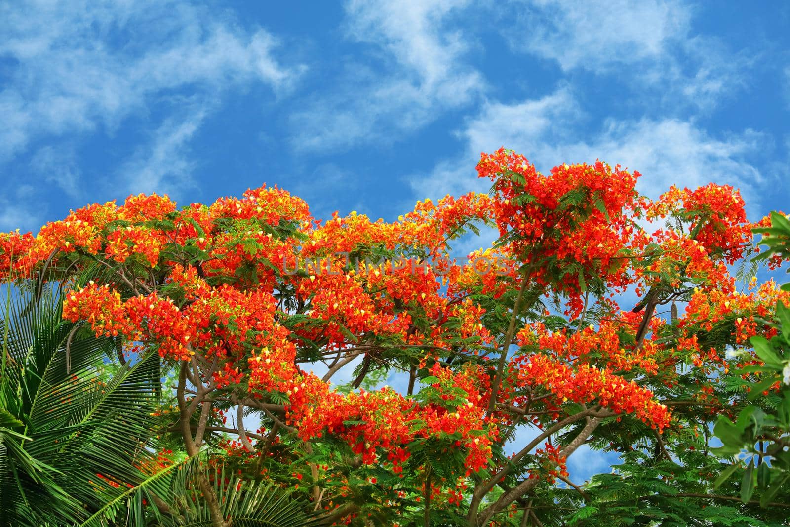 flame tree red flower blooming new born green leaves on the tree by Darkfox
