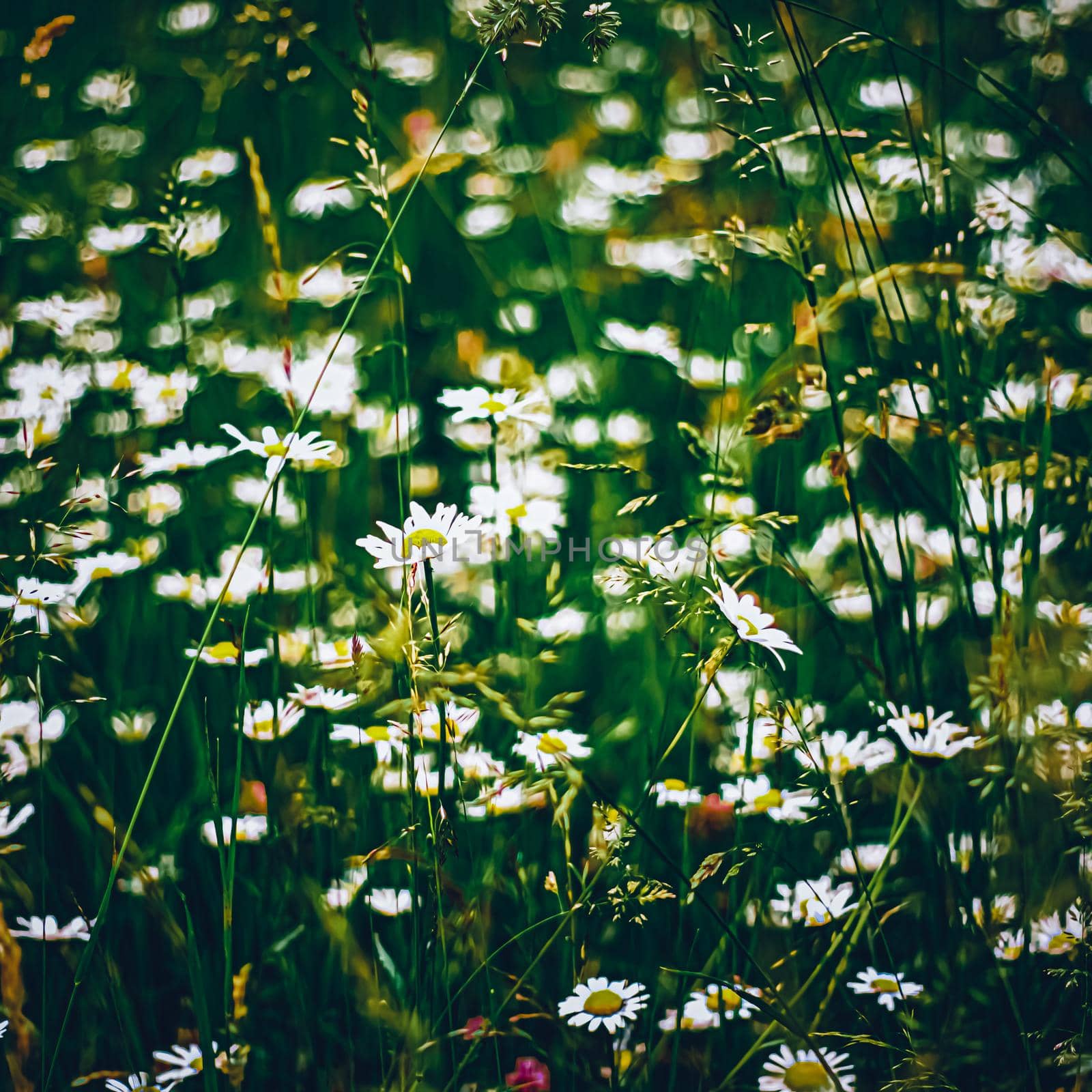 Daisy meadow in summer, green grass and blooming flowers, chamomile field as spring nature and floral background, botanical garden and eco environment by Anneleven