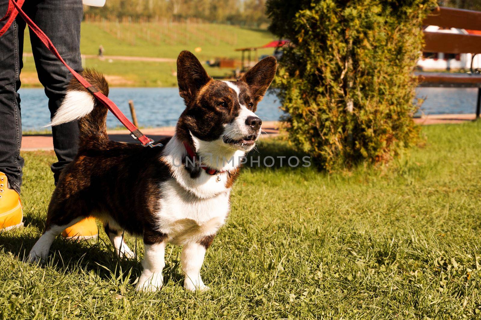 Brown corgi on a leash on green grass. Walk on a sunny day. Happy pet.
