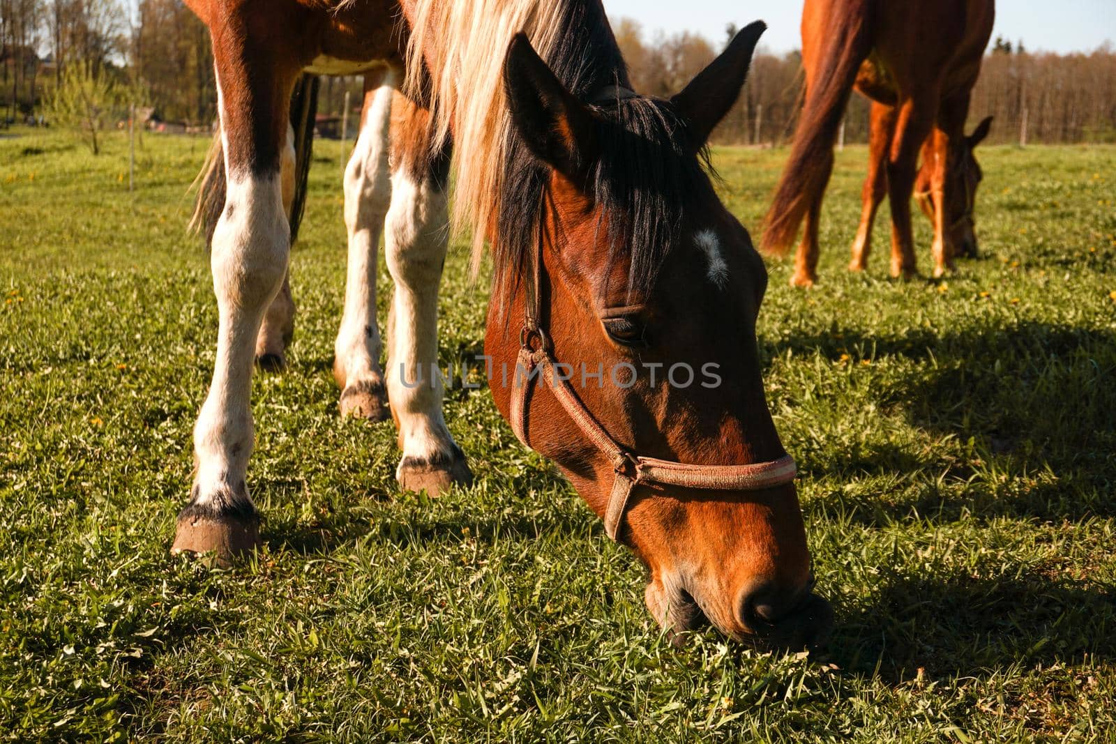 Close up image of a red bay horse grazing in summer pasture. Horse on a sunny day.