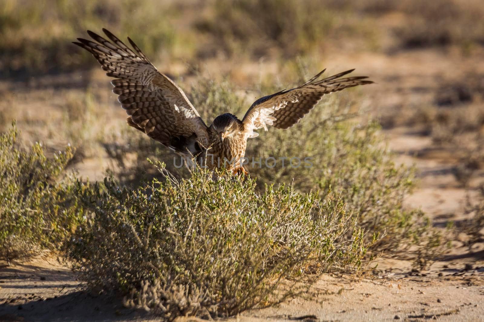 Pale Chanting-Goshawk juvenile hunting on ground in Kgalagadi transfrontier park, South Africa; specie Melierax canorus family of Accipitridae