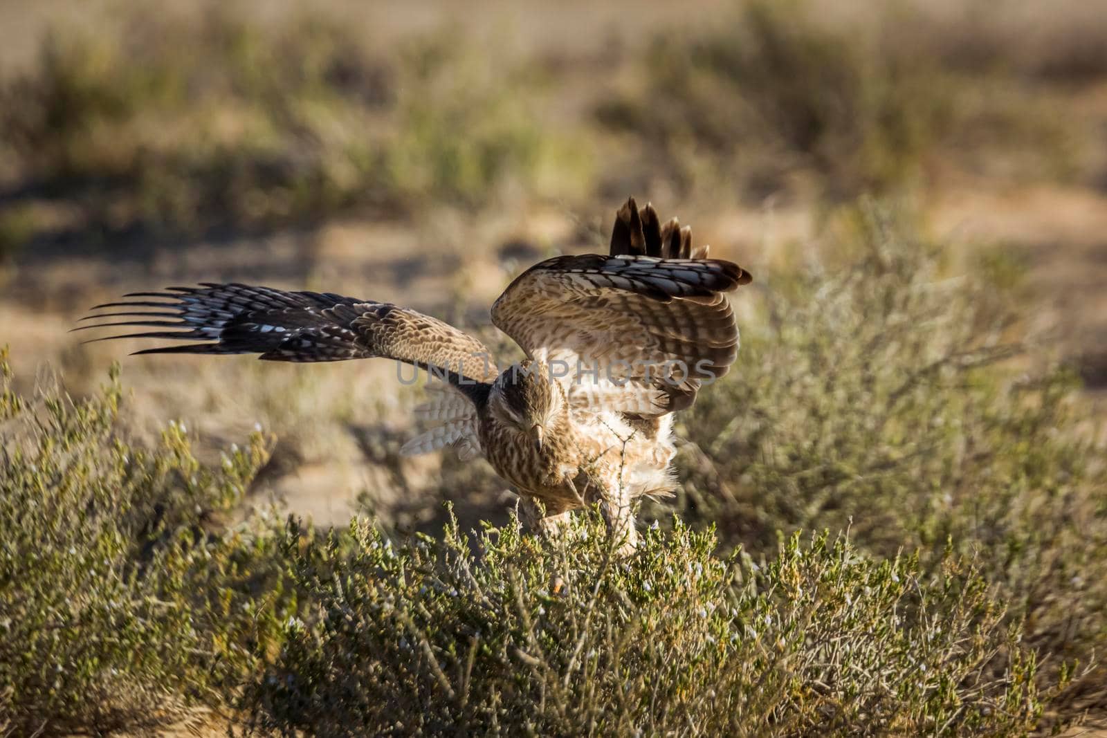 Pale Chanting-Goshawk juvenile hunting on ground in Kgalagadi transfrontier park, South Africa; specie Melierax canorus family of Accipitridae