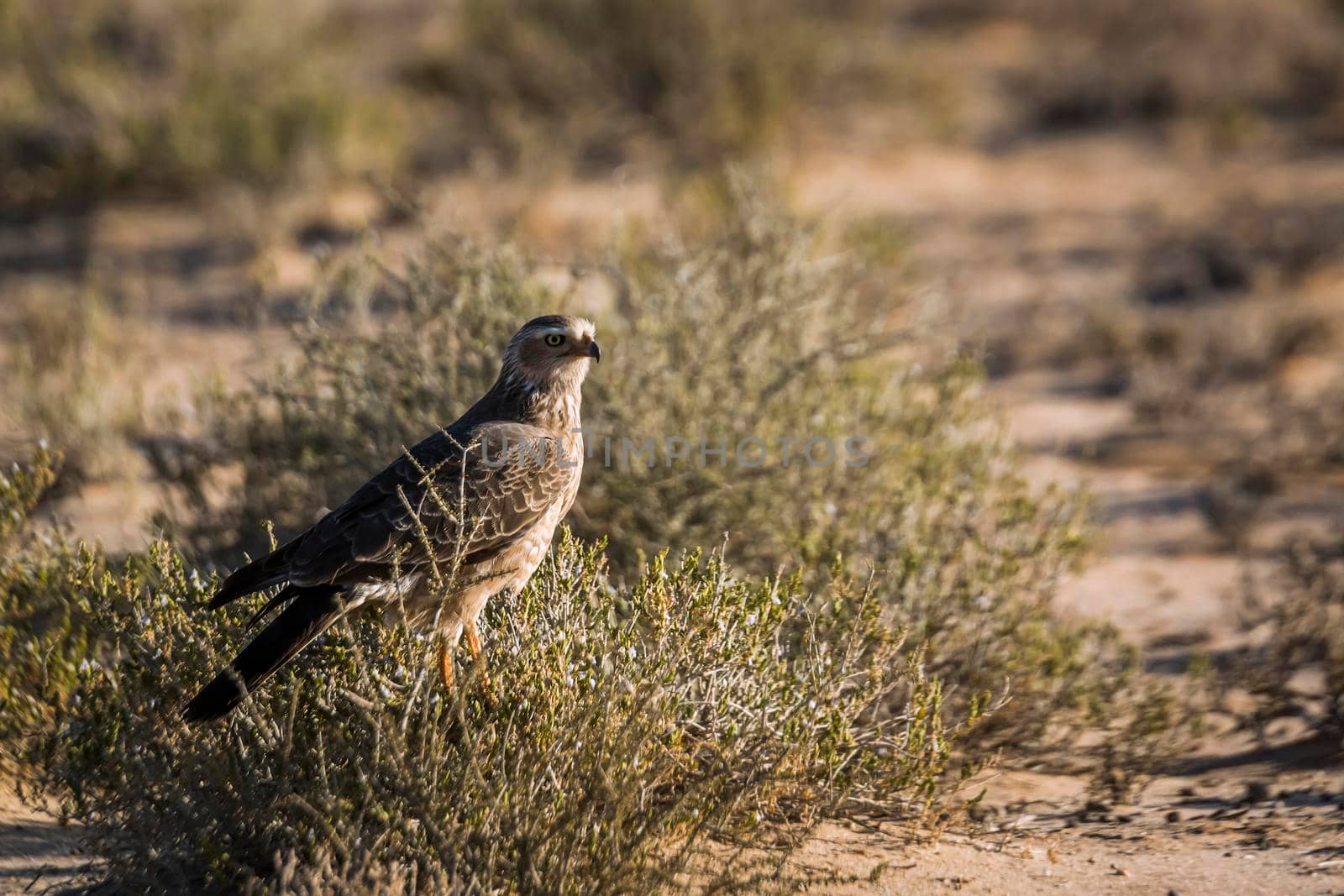 Pale Chanting-Goshawk juvenile hunting on ground in Kgalagadi transfrontier park, South Africa; specie Melierax canorus family of Accipitridae