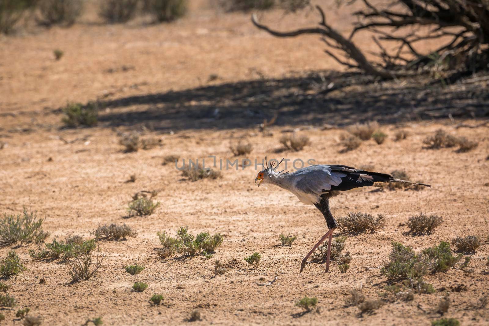 Secretary bird walking in dry land in Kgalagadi transfrontier park, South Africa; specie Sagittarius serpentarius family of Sagittariidae
