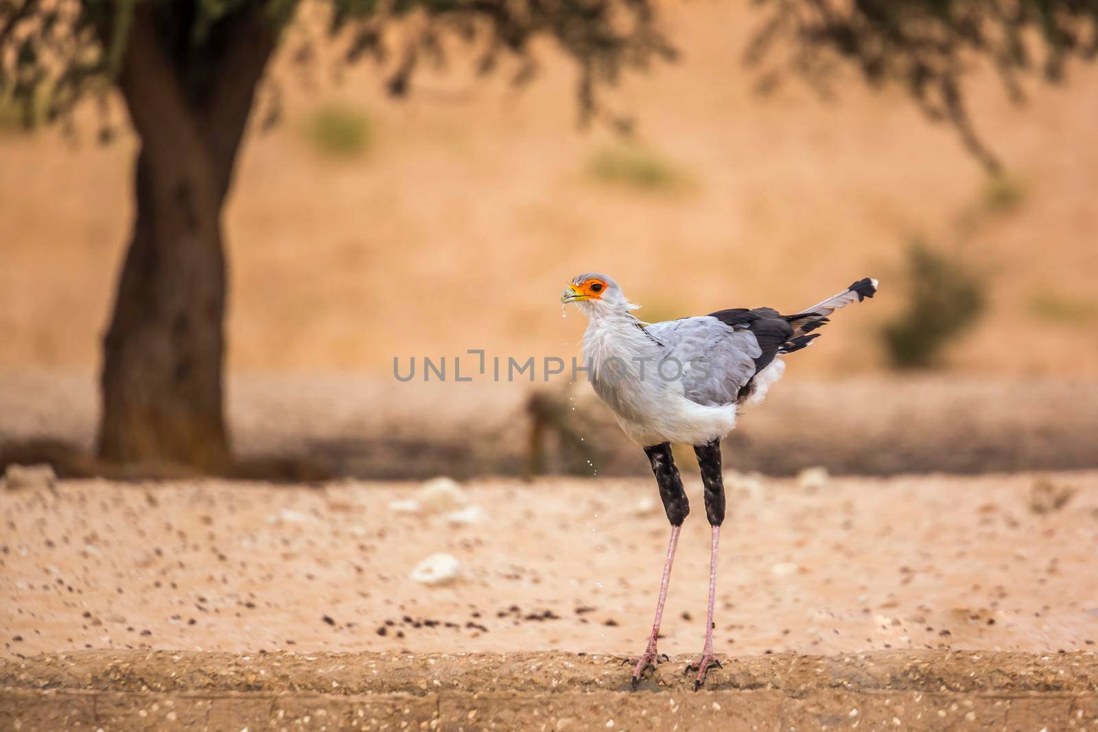 Secretary bird drinking in waterhole in Kgalagadi transfrontier park, South Africa; specie Sagittarius serpentarius family of Sagittariidae