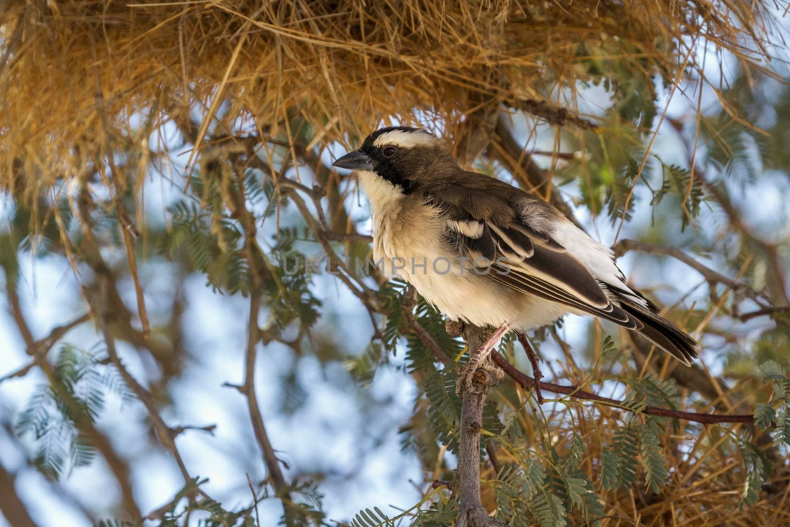 White browed Sparrow Weaver standing in nest area in Kgalagadi transfrontier park, South Africa; specie Plocepasser mahali family of Ploceidae