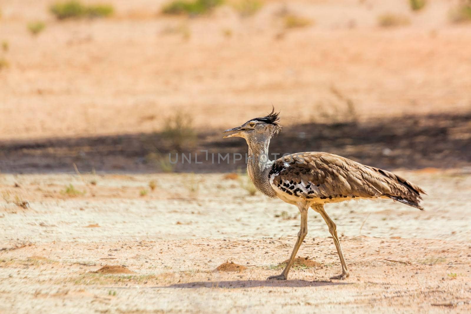 Kori bustard walking in sand desert in Kgalagadi transfrontier park, South Africa ; Specie Ardeotis kori family of Otididae