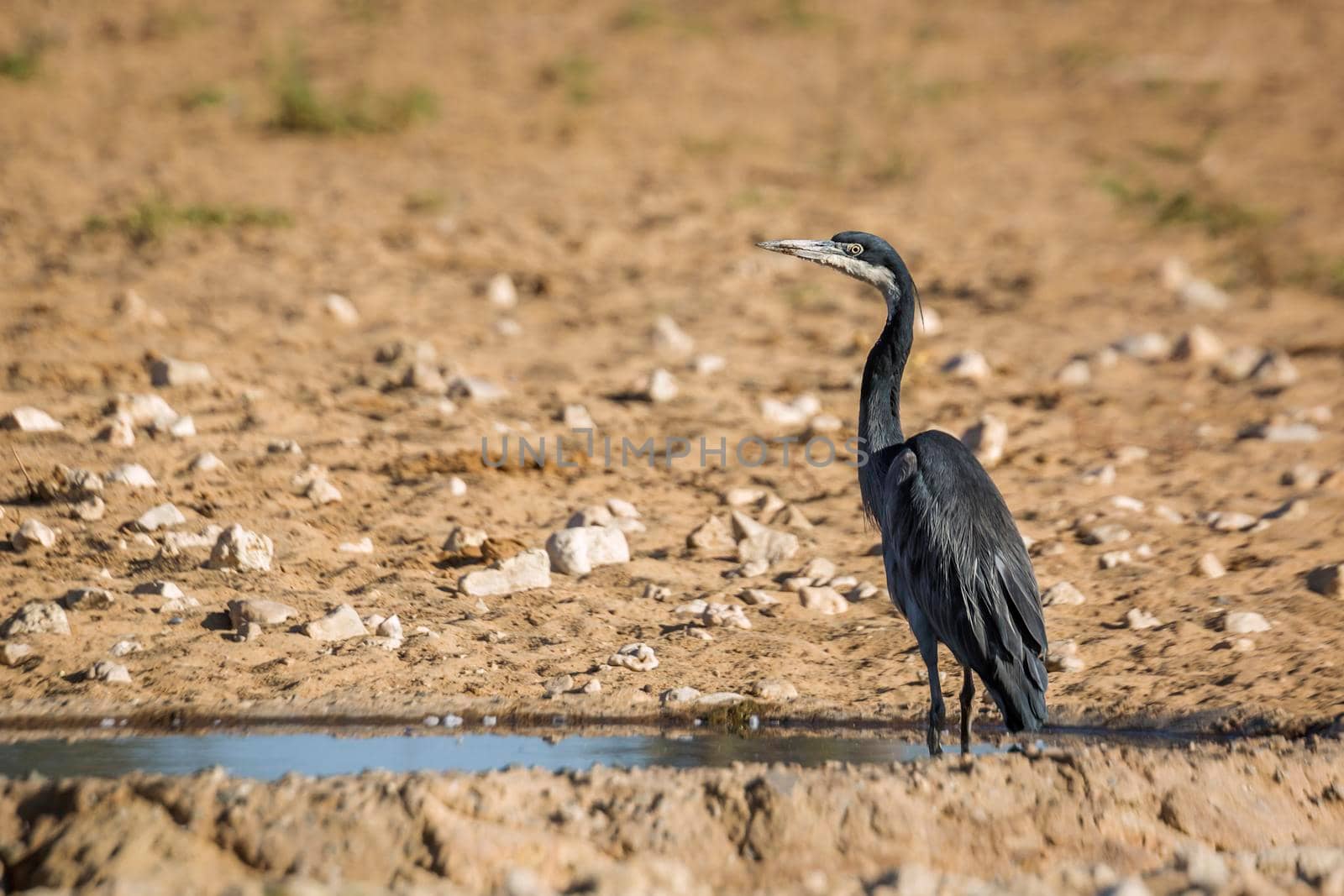 Black headed Heron standing at waterhole in Kgalagadi transfrontier park, South Africa; specie Ardea melanocephala family of ardeidae