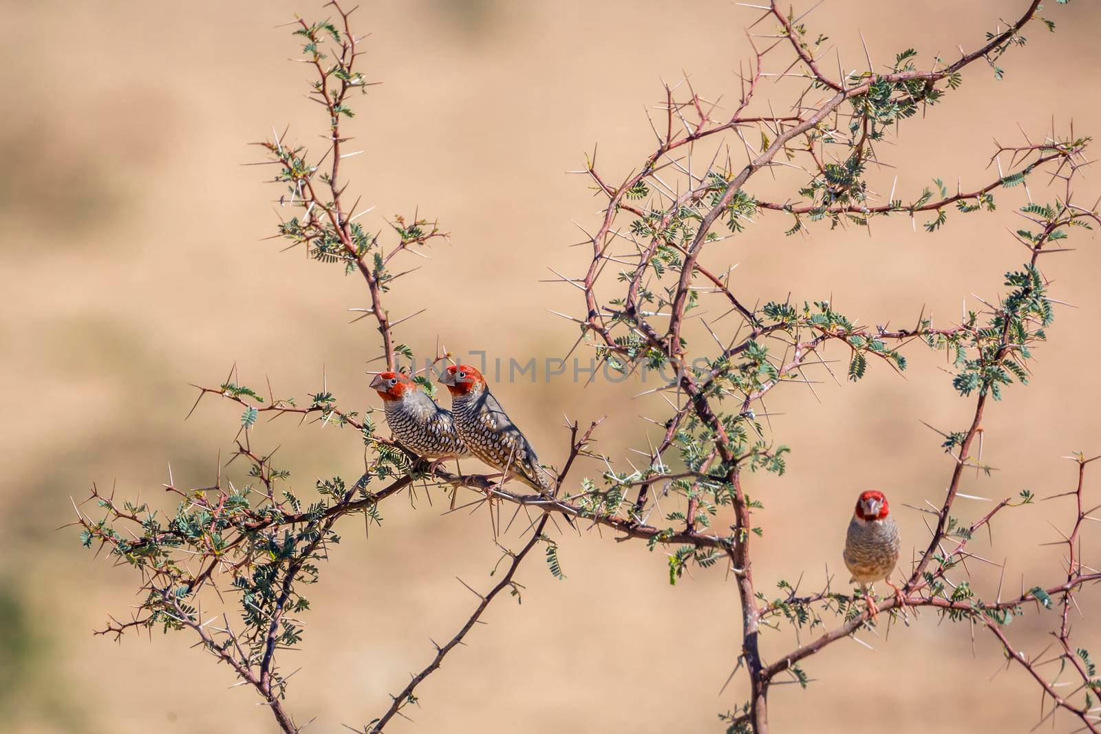 Three Red headed Finchs male standing on acacia shrub in Kgalagadi transfrontier park, South Africa in Kgalagadi transfrontier park, South Africa; specie Amadina erythrocephala family of Estrildidae