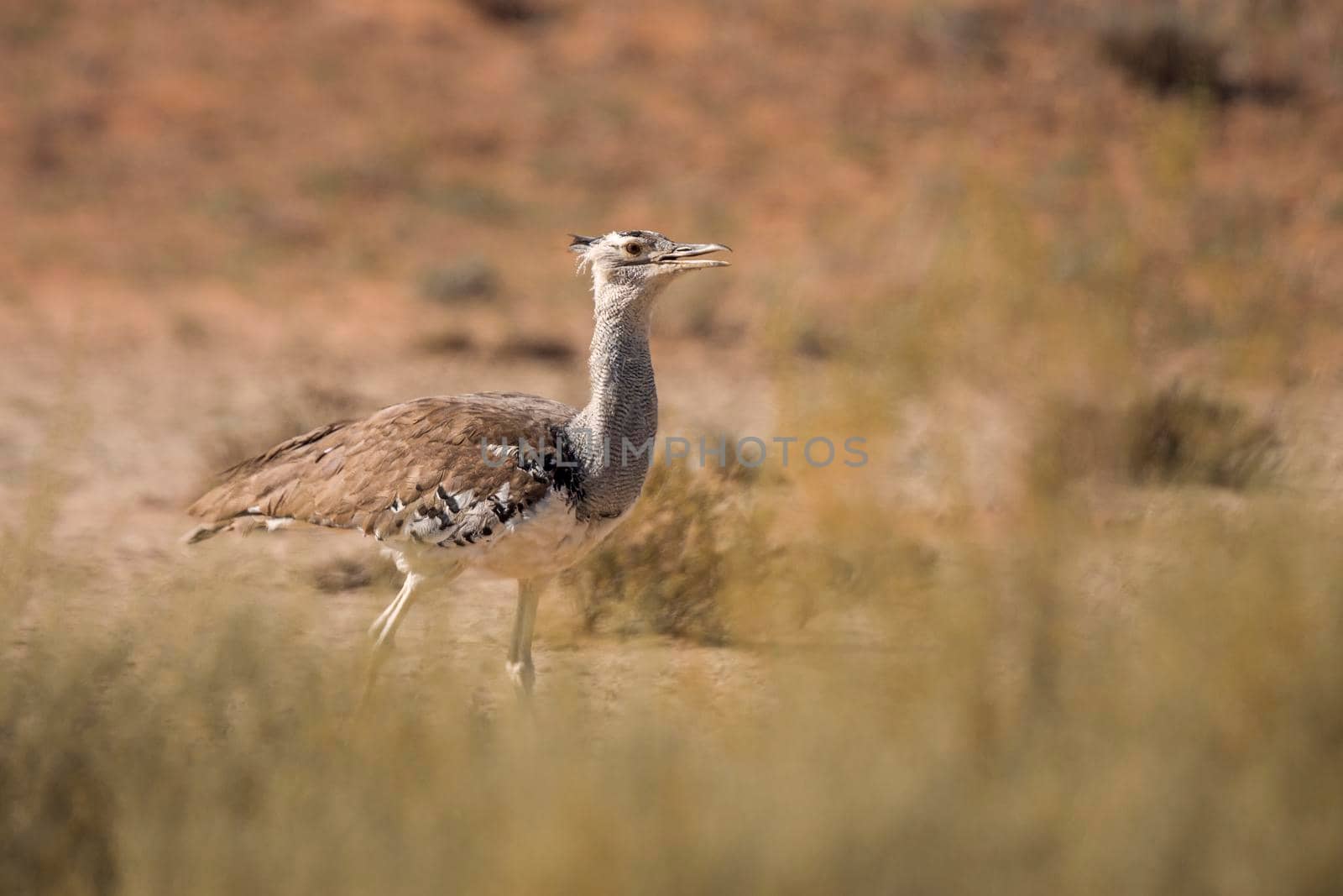 Kori bustard walking in the grass in Kgalagadi transfrontier park, South Africa ; Specie Ardeotis kori family of Otididae