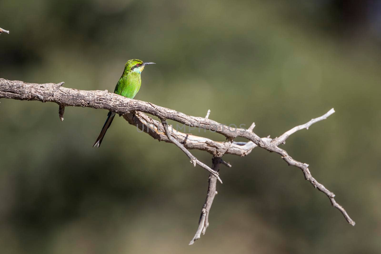 Swallow tailed Bee eater standing on a branch isolated in natural background in Kgalagadi transfrontier park, South Africa; specie Merops hirundineus family of Meropidae