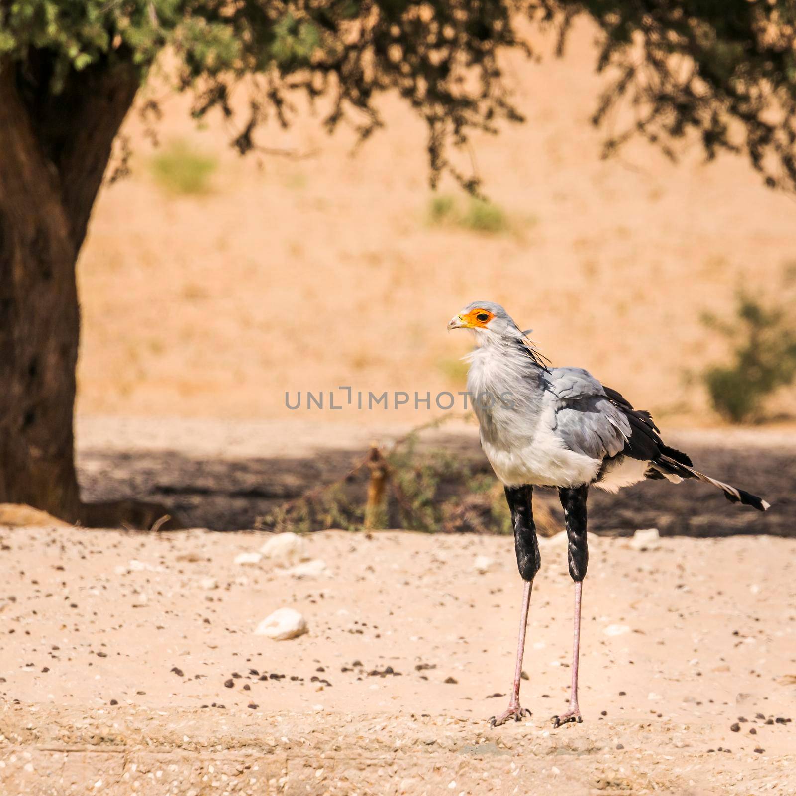 Secretary bird in Kgalagadi transfrontier park, South Africa by PACOCOMO