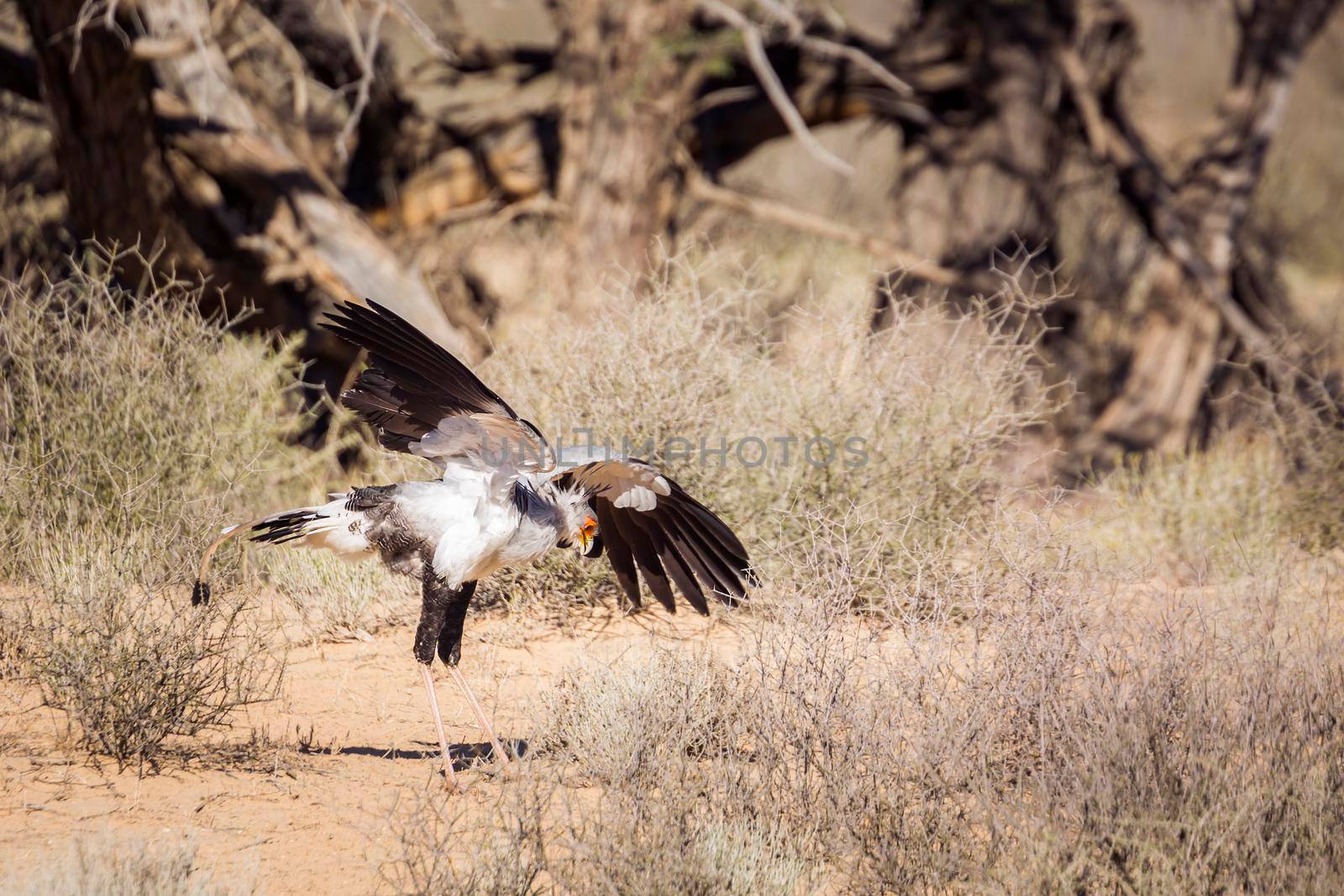 Secretary bird hunting with spread wings in Kgalagadi transfrontier park, South Africa; specie Sagittarius serpentarius family of Sagittariidae