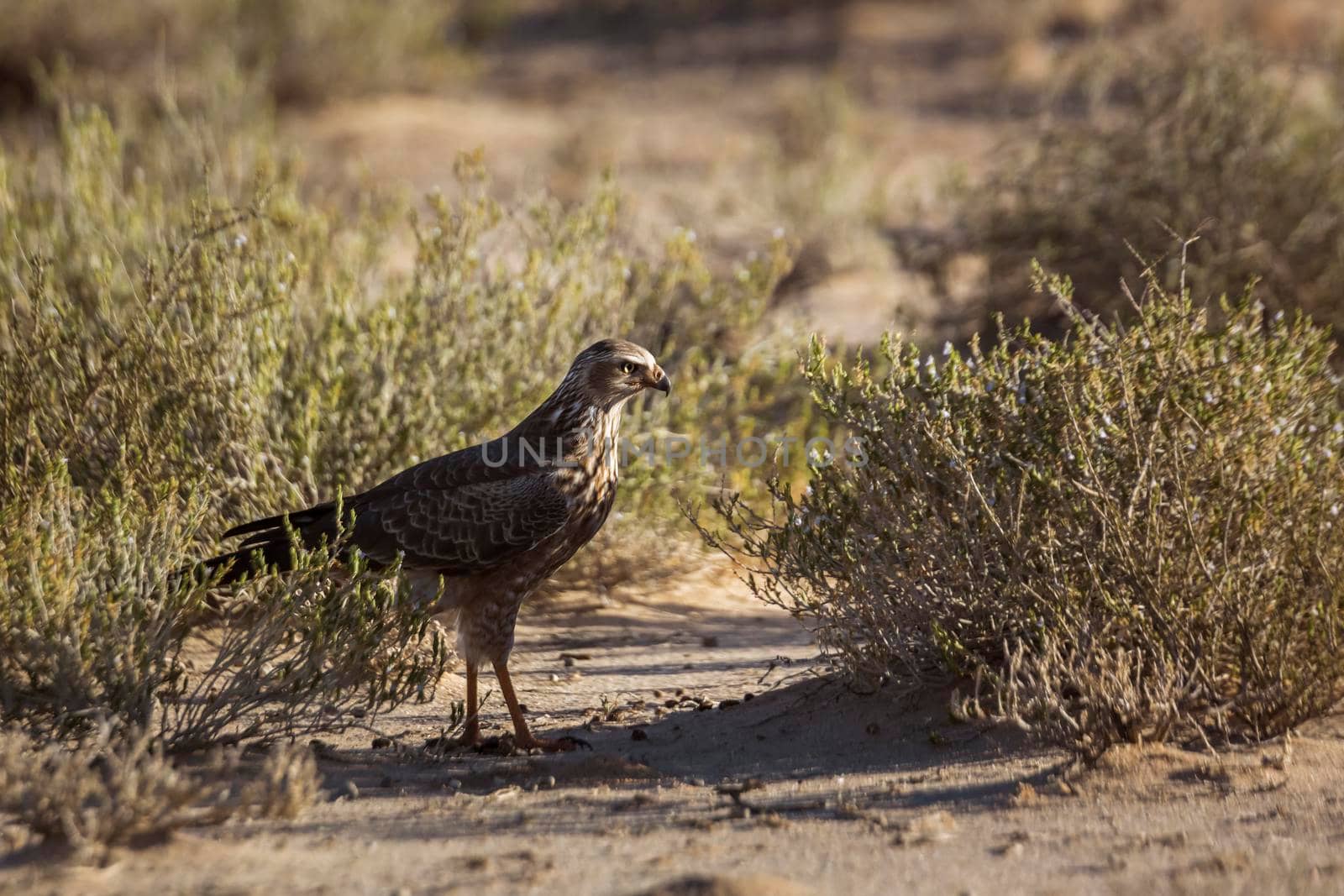 Pale Chanting-Goshawk juvenile hunting on ground in Kgalagadi transfrontier park, South Africa; specie Melierax canorus family of Accipitridae