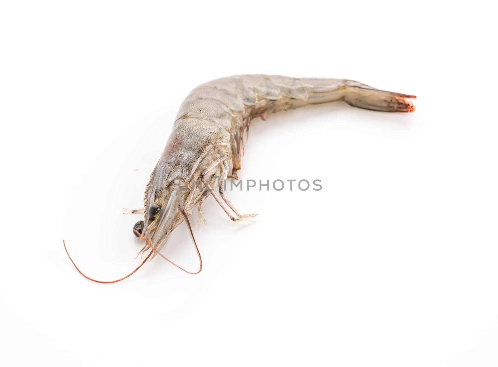 fresh shrimp/prawn by mihavincadani