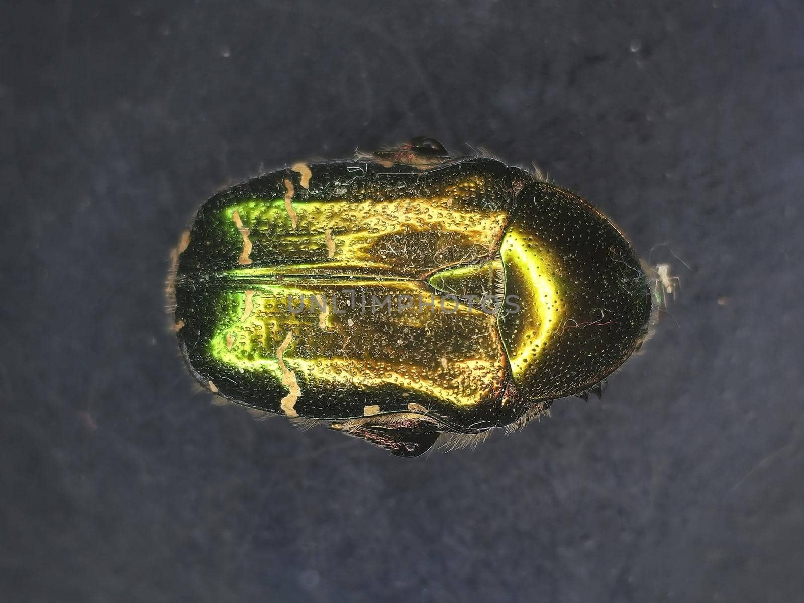 Flower chafer under a microscope