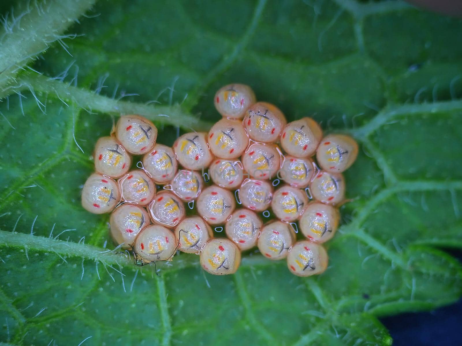 leaf with eggs of a butterfly