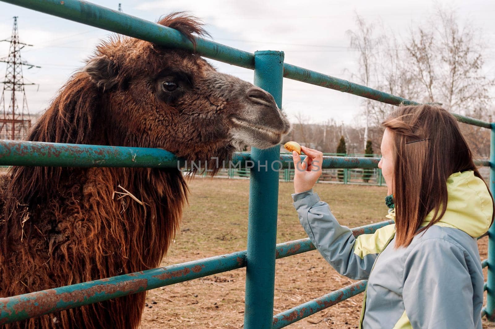 A girl feeds apples from a brown Bactrian camel. The animal is on the farm at the zoo. Camelus bactrianus, a large ungulate animal that lives in the steppes of Central Asia.