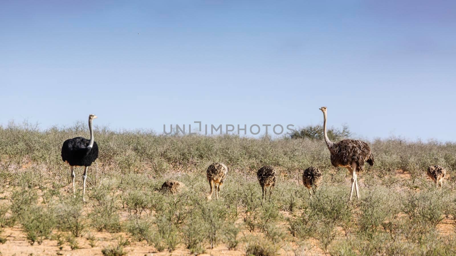 African Ostrich with chicks in dry land in Kgalagadi transfrontier park, South Africa ; Specie Struthio camelus family of Struthionidae