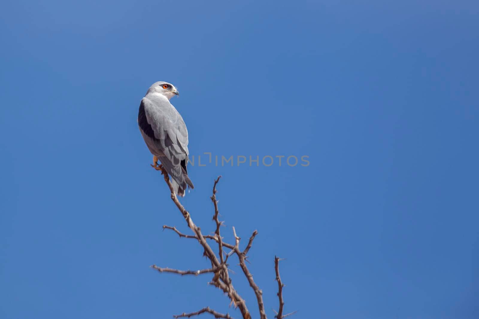 Black shouldered Kite perched isolated in blue sky in Kgalagadi transfrontier park, South Africa; specie Elanus caeruleus family of Accipitridae