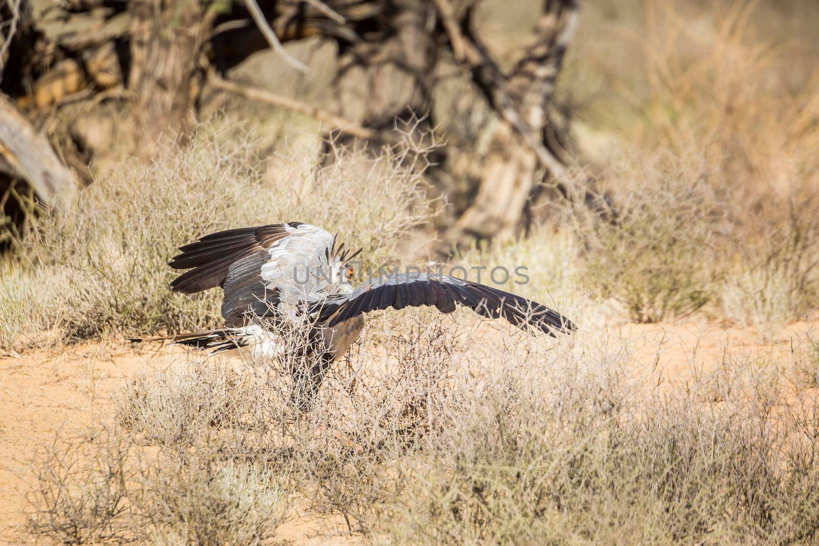 Secretary bird hunting with spread wings in Kgalagadi transfrontier park, South Africa; specie Sagittarius serpentarius family of Sagittariidae