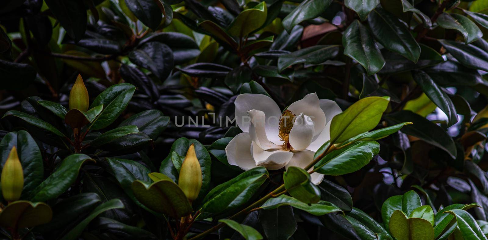 Blooming magnolia tree in a summertime park in Batumi, Georgia