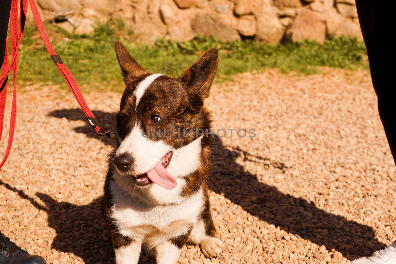 Brown corgi on a leash on the sand. Walk on a sunny day. Happy pet. Walk or dog show
