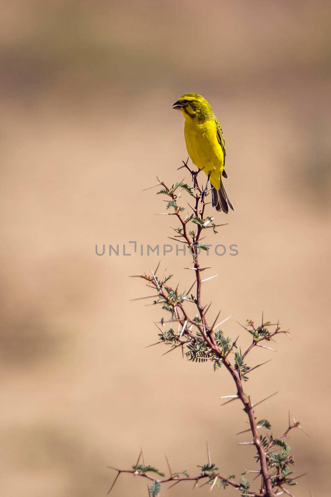 Yellow Canary in Kgalagadi transfrontier park, South Africa by PACOCOMO