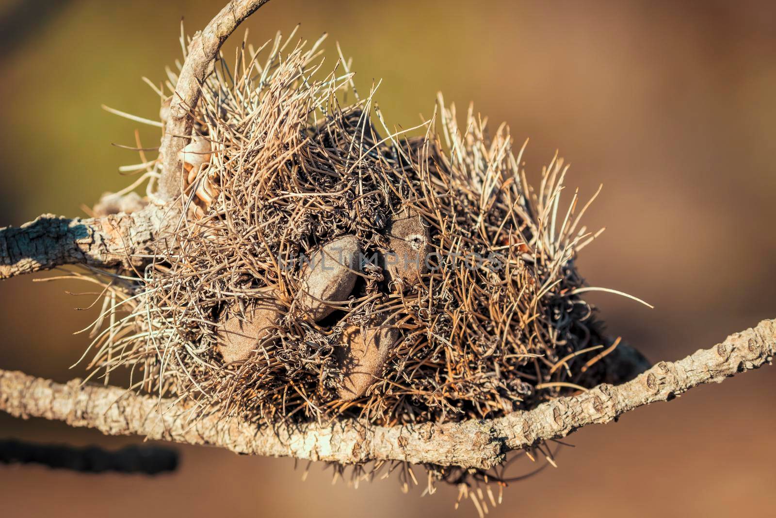 Photograph of a dead Banksia flower on a branch in regional Australia by WittkePhotos