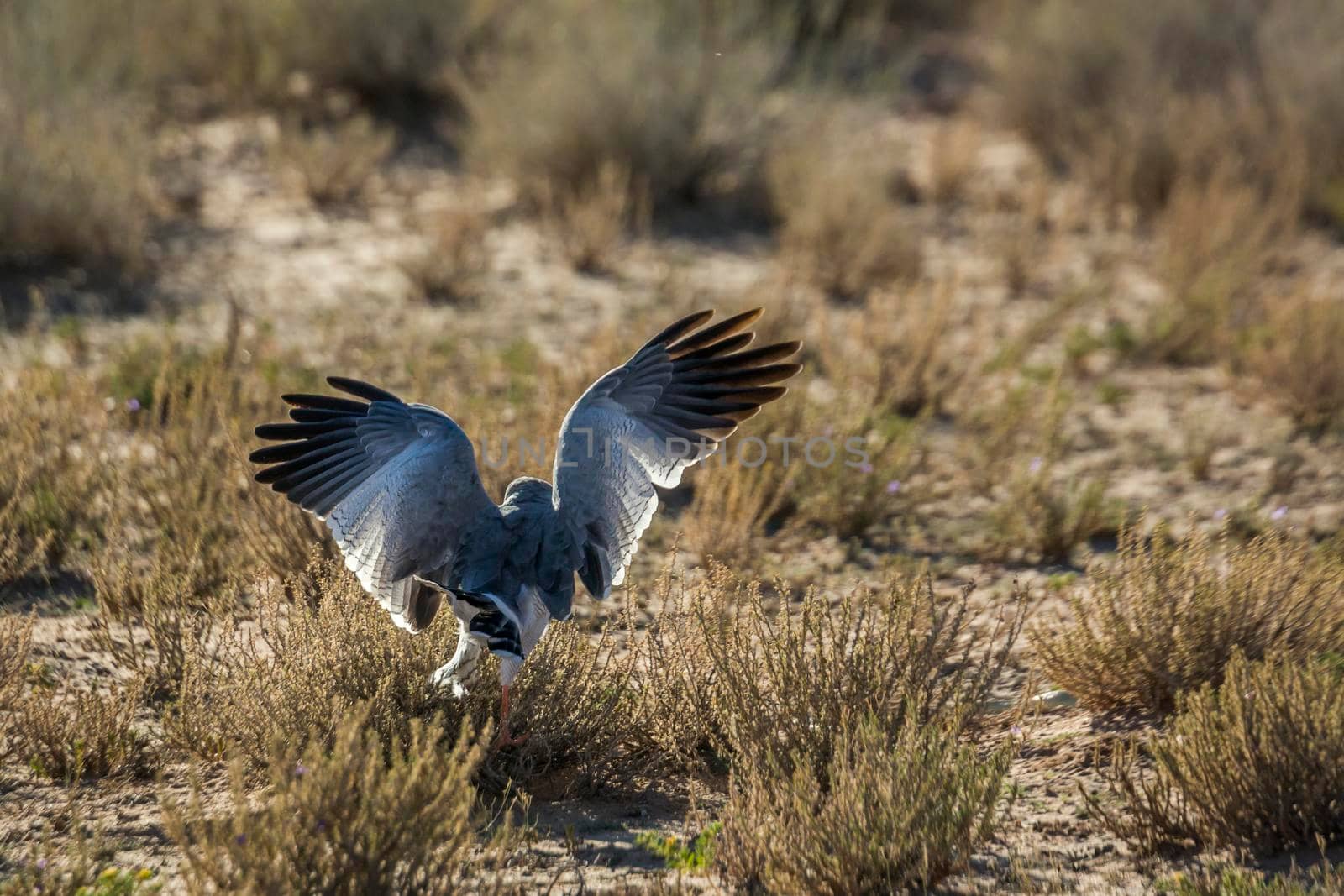 Pale Chanting-Goshawk hunting on the ground in Kgalagadi transfrontier park, South Africa; specie Melierax canorus family of Accipitridae