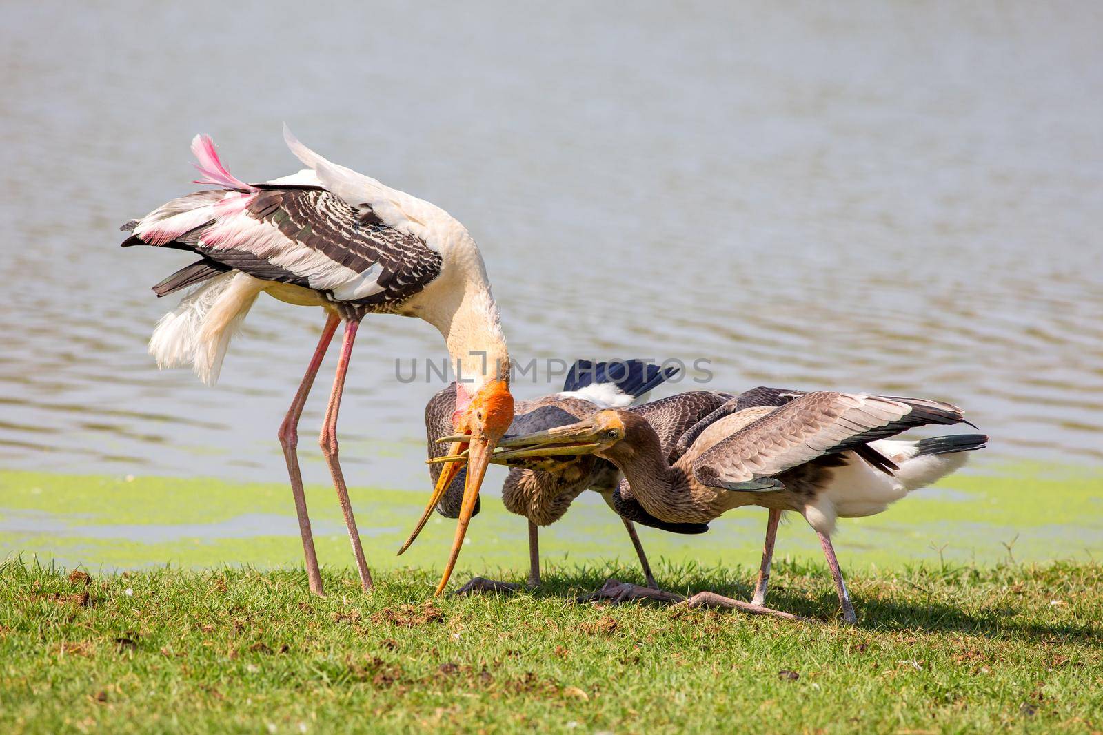 Feed Painted Stork by titipong