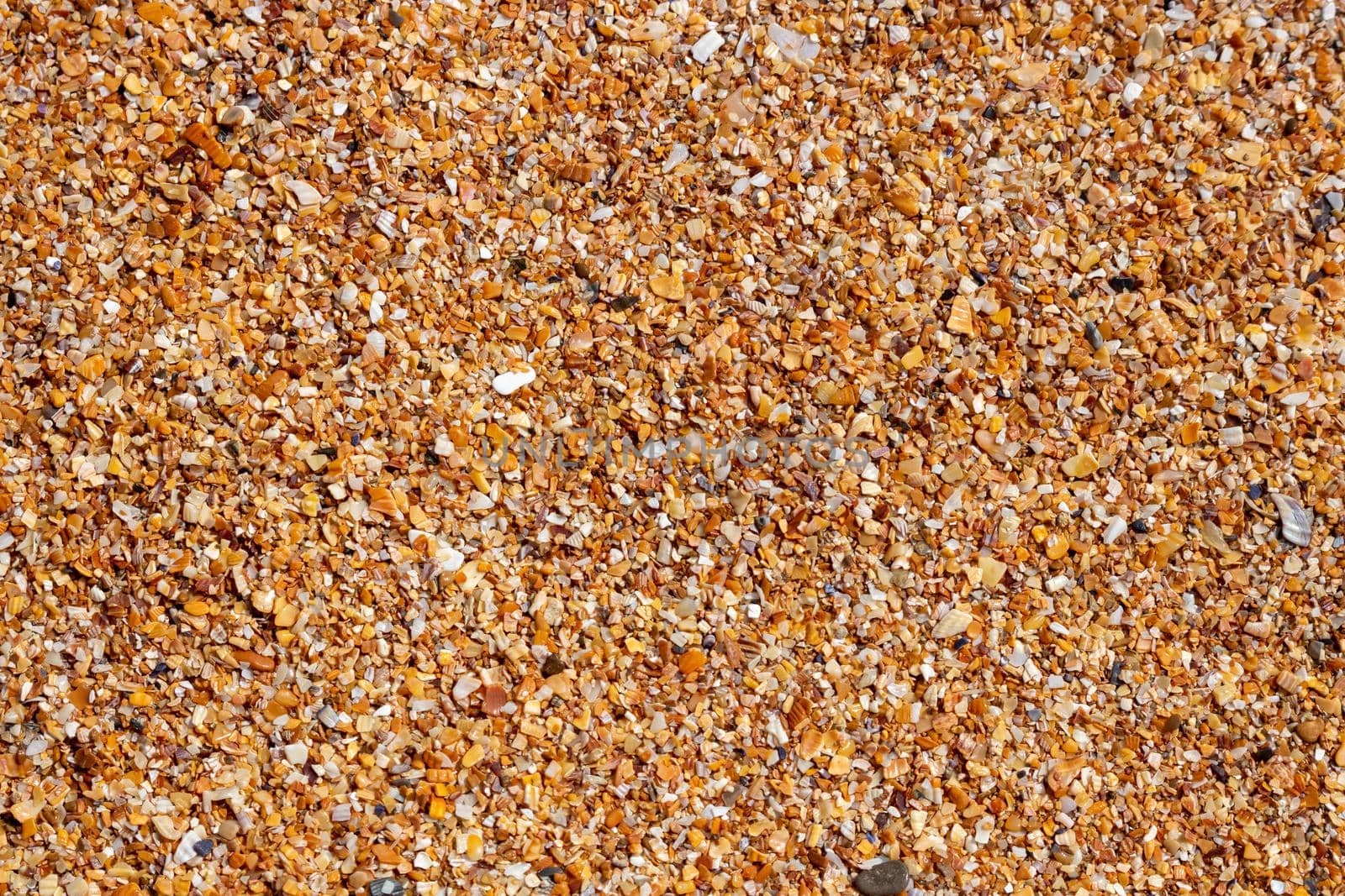 Wet sand from shells on the seashore. Background of small fragments of shells. Top view.