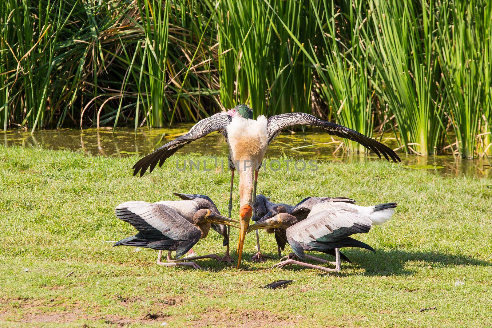 Feed Painted Stork by titipong
