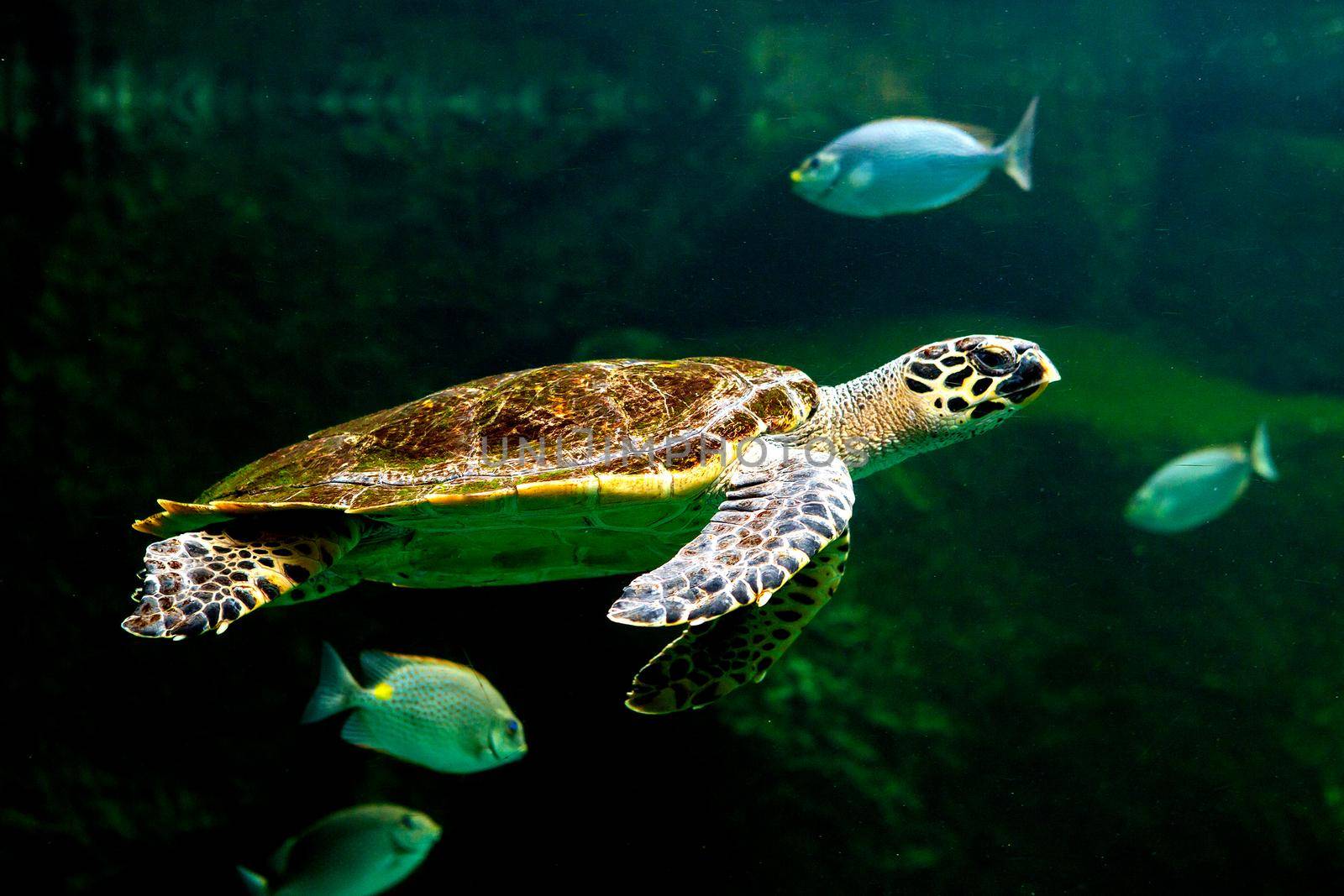 Green sea turtle swimming in a museum aquarium.